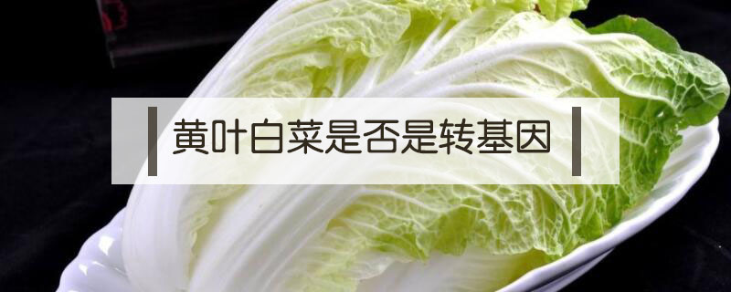 黄叶白菜是否是转基因