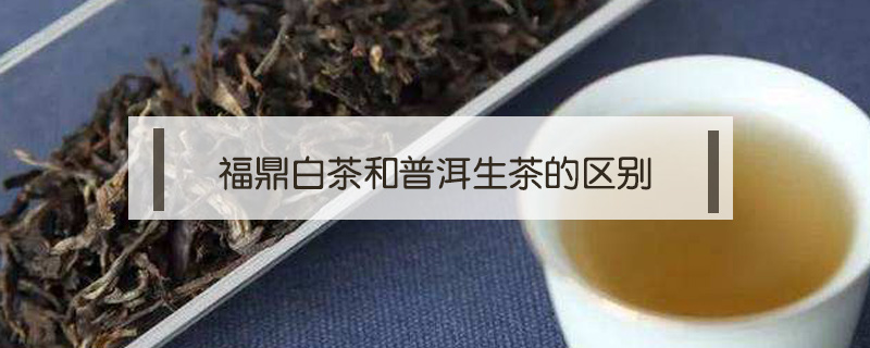 福鼎白茶和普洱生茶的区别