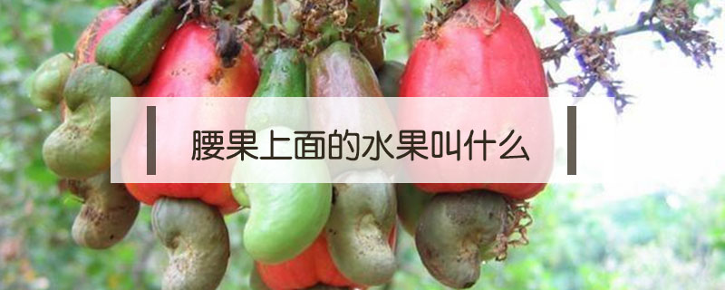 腰果上面的水果叫什么