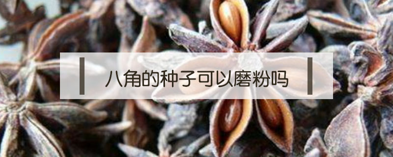 八角的种子可以磨粉吗