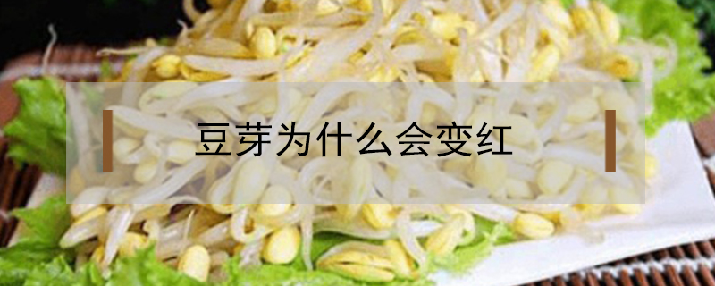 豆芽为什么会变红