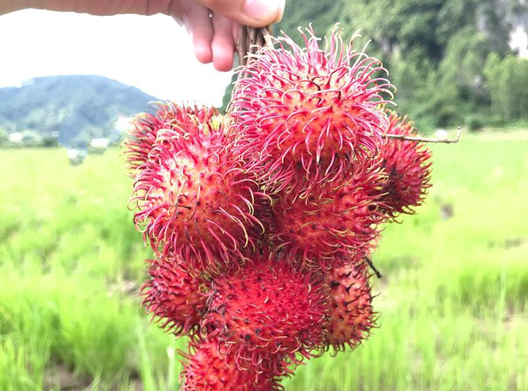 红毛丹图片大全大图 红毛丹图片高清