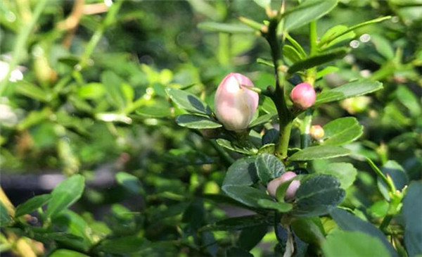 澳洲指橙什么季节有，澳洲指橙需要修枝吗