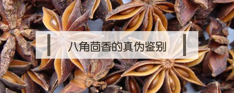 八角茴香的真伪鉴别