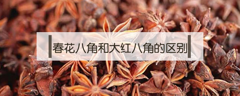 春花八角和大红八角的区别