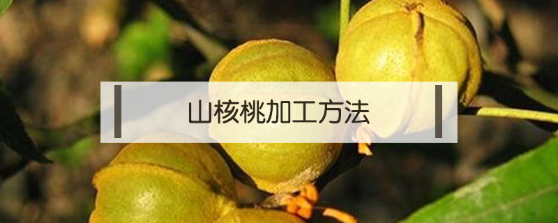 山核桃加工方法