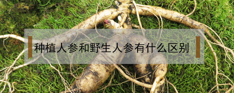 种植人参和野生人参有什么区别