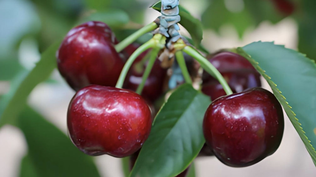 智利樱桃：新品种Cherry Burst首次空运中国市场